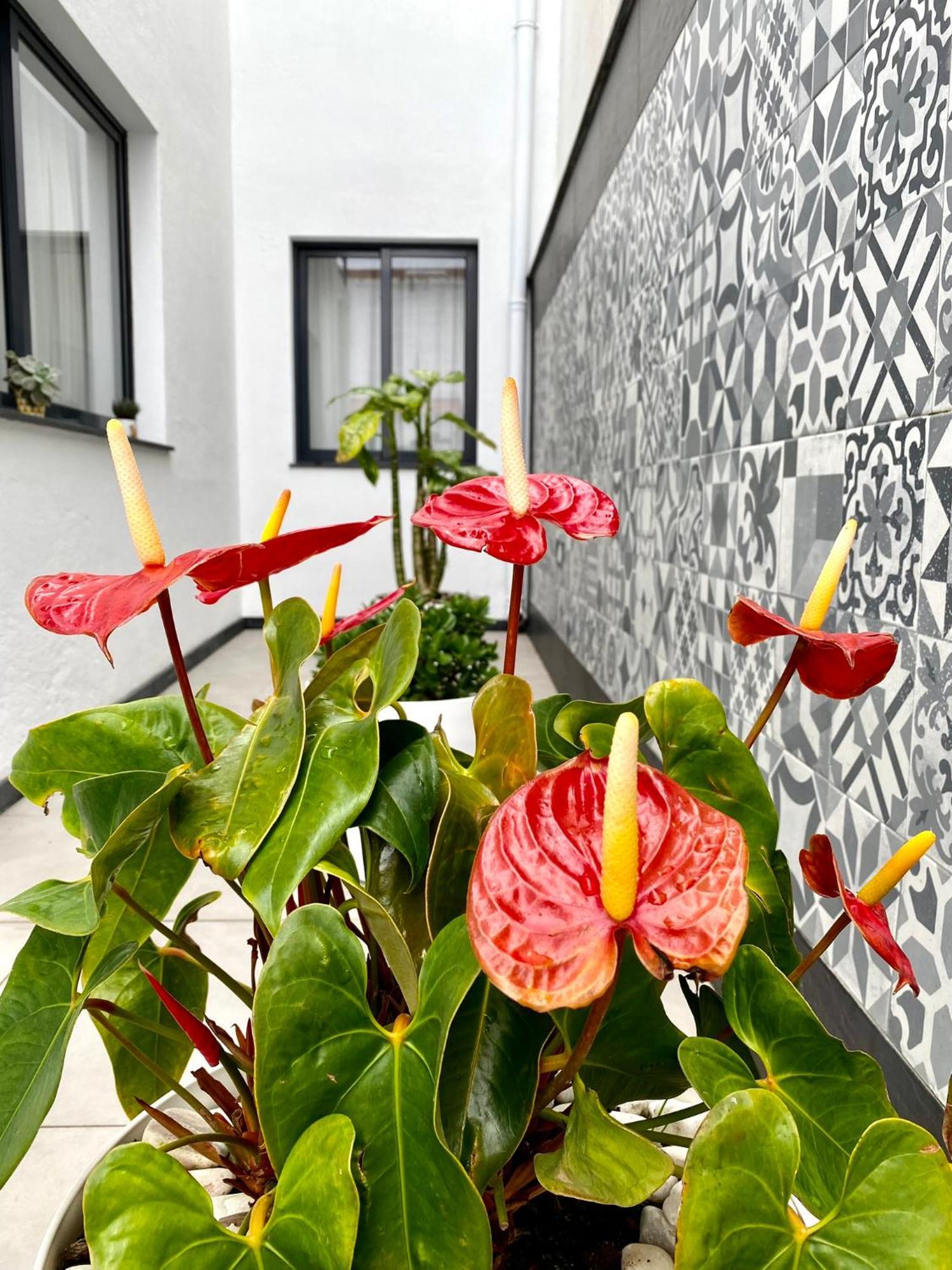 Iris House Al Azores Ponta Delgada  Luaran gambar